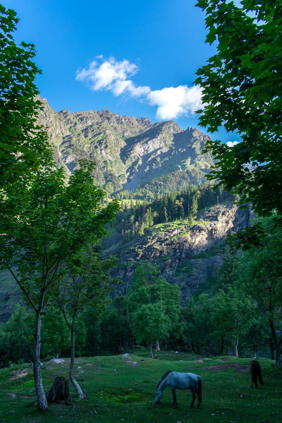 A horse grazing in a green Himalayan meadow